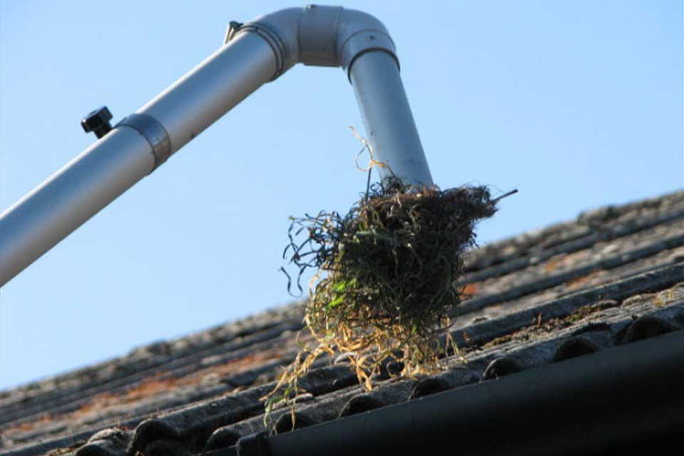 Debris and a bird's nest being cleared from a blocked gutter with a gutter vacuum