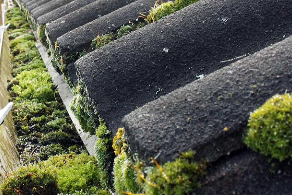 A moss-covered roof edge with a blocked gutter needing cleaning